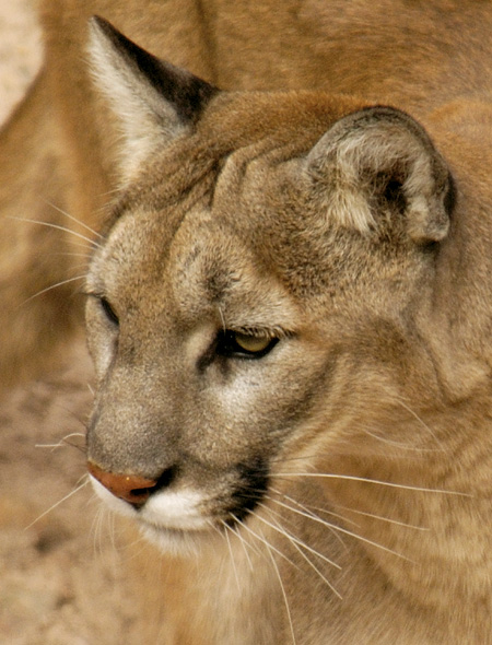 GrayWolfConservation.com - Big Cats - Cougars